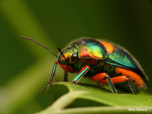 Green Jewel Bug by Mark Berkery