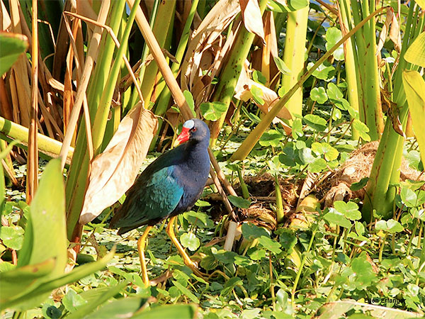 Purple Gallinule by Ellen Erlanger